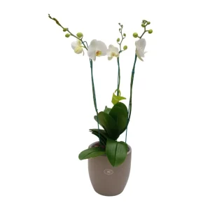 Orquidea "Cambridge" 3 Varas Super Premium