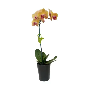 Orquídea «Khaosiung» Mediana