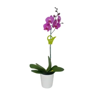 Orquídea "MILWAKEE" Mediana