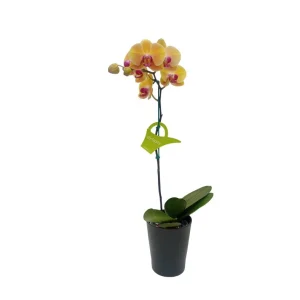 Orquídea «Khaosiung» Mediana