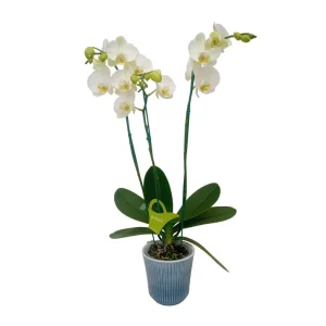 Orquidea "Cambridge" 3 Varas Super Premium