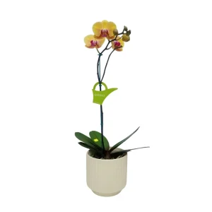 Orquídea «Khaosiung» Mediana