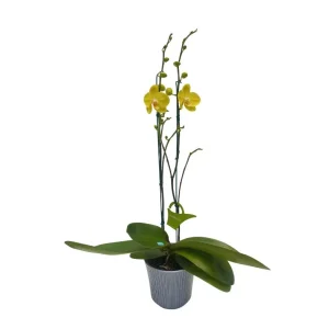 Orquídea "Summer Light" 2 varas