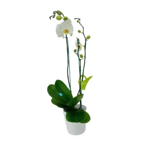 Orquidea "Cambridge" 3 Varas Super Premium