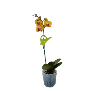 Orquídea «Khaosiung» Mediana
