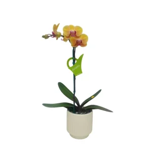 Orquídea «Khaosiung» Pequeñas