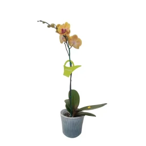 Orquídea «Khaosiung» Mediana
