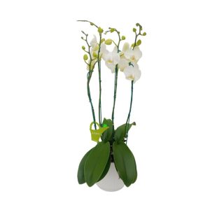 Orquidea "Cambridge" 4 Varas Super Premium