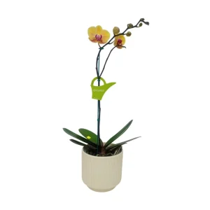 Orquídea «Khaosiung» Mediana