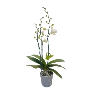Orquidea "Cambridge" 3 Varas Super Premium