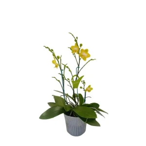 Mini Orquidea ¨Arezzo" 3 Varas Premium