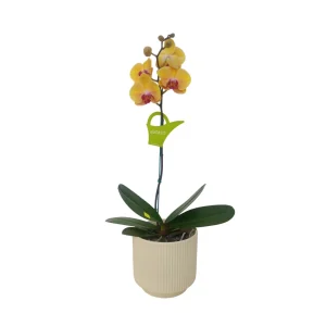 Orquídea «Khaosiung» Mediana