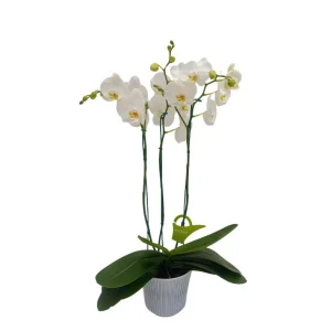 Orquidea "Cambridge" 3 Varas Super Premium