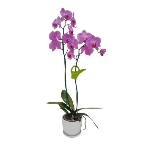 Orquídea «Minneapolis» 2 varas