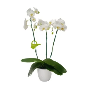 Orquidea "Cambridge" 3 Varas Super Premium