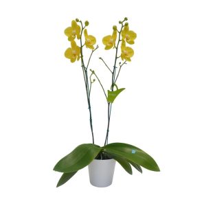 Orquídea "Summer Light" 2 varas con varas lateral