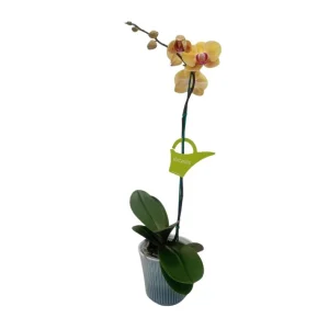 Orquídea «Khaosiung» Mediana
