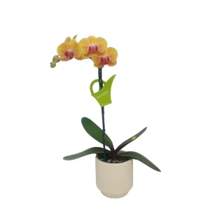 Orquídea «Khaosiung» Pequeñas