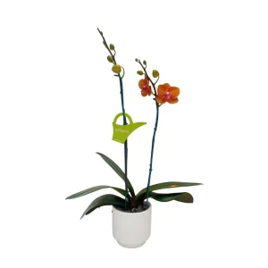 Orquídea "Bologna" 2 Varas