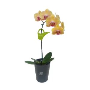 Orquídea «Khaosiung» Mediana