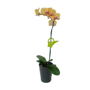 Orquídea «Khaosiung» Mediana