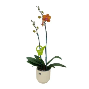 Orquídea "Bologna" 2 Varas