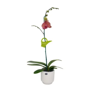 Orquidea "GOLDEN LEOPARD" Mediana