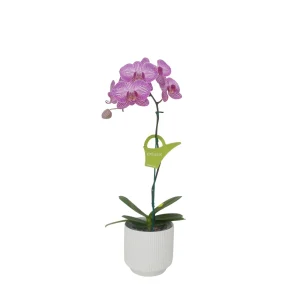 Orquídea "Budapest" Mediana