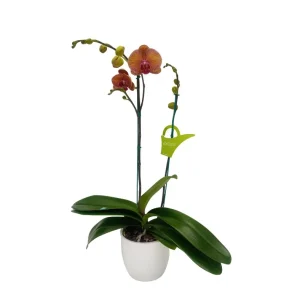 Orquidea "GOLDEN LEOPARD" 2 varas