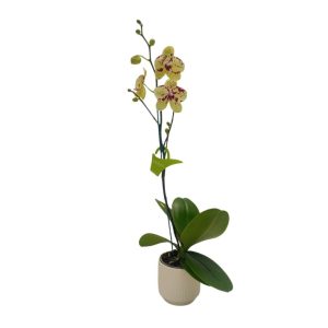 Orquídea "Pescara" Mediana