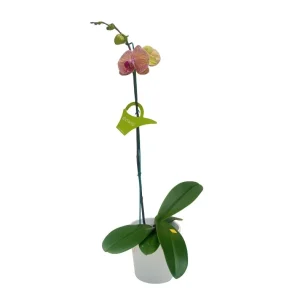 Orquidea "GOLDEN LEOPARD" Mediana