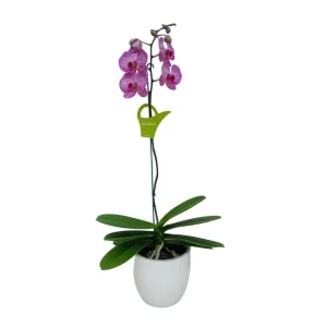 Orquídea "Budapest" Mediana