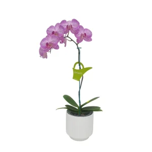 Orquídea "Budapest" Mediana