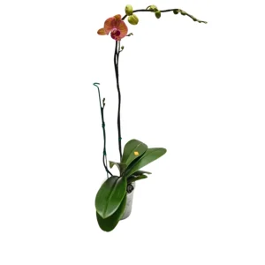 Orquidea "GOLDEN LEOPARD" 2 varas