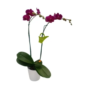 Orquídea "BLOEMFONTEIN" 2 varas