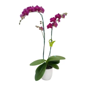 Orquídea "BLOEMFONTEIN" 2 varas Flor chica