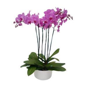 Arreglo "MINNEAPOLIS" 3 Orquideas