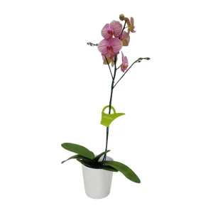 Orquidea "Jupiter" Mediana
