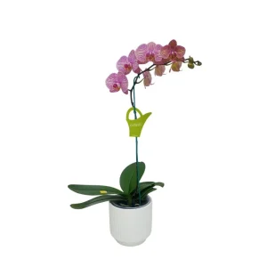 Orquidea "Jupiter" Mediana
