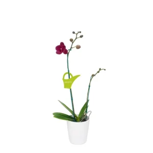 Orquídea «Montreux» 2 varas Pequeña