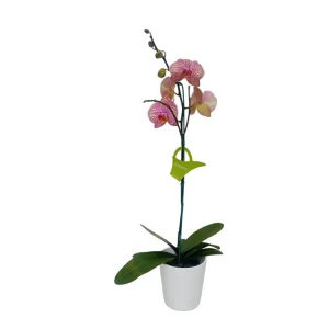 Orquidea "Jupiter" con varas laterales