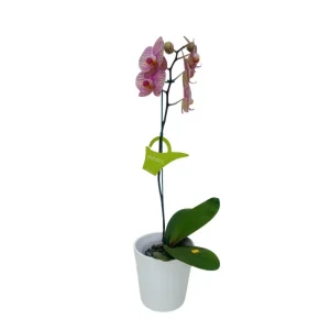 Orquidea "Jupiter" Pequeña