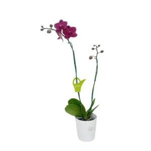 Orquídea «Montreux» 2 varas