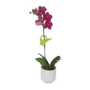 Orquídea «Montreux» Mediana