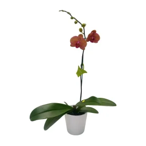 Orquidea "Jupiter" Mediana