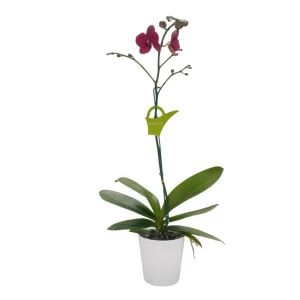 Orquídea «Montreux» Mediana