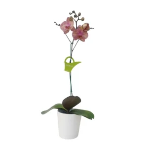 Orquidea "Jupiter" con varas laterales