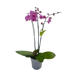 Orquídea «Minneapolis» 3 varas Super Premium