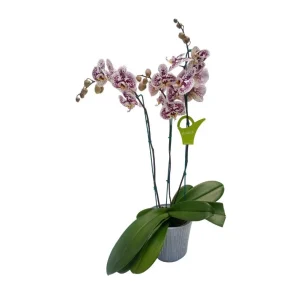 Orquidea "Blanes" 3 Varas Super Premium