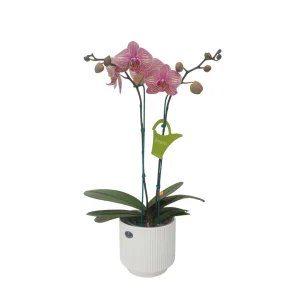 Orquidea "Jupiter" 2 varas